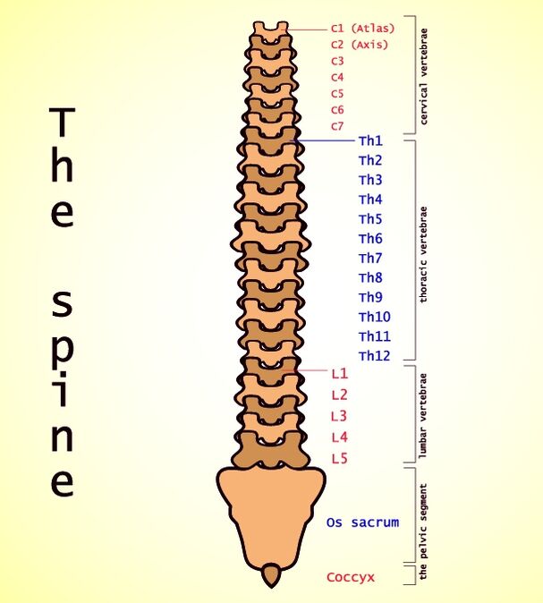 Ostéochondrose de Lumbale